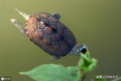 水龜水位|真的不能深水養龜嗎？其實這是對烏龜淹死有誤解，深。